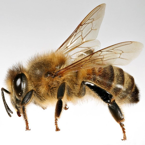 A_mellifera.jpg