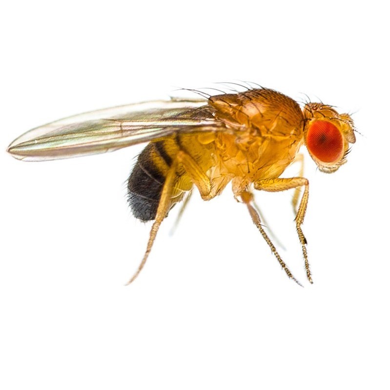 D_melanogaster.jpg