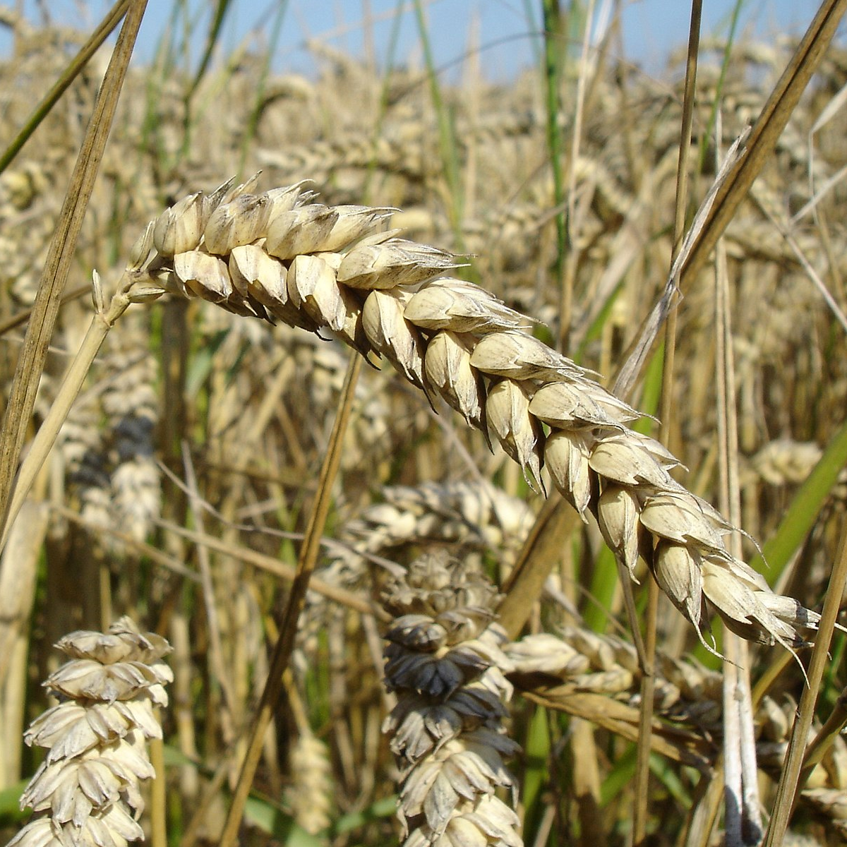 T_aestivum.png